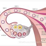 ovumcare-co-tac-dung-gi